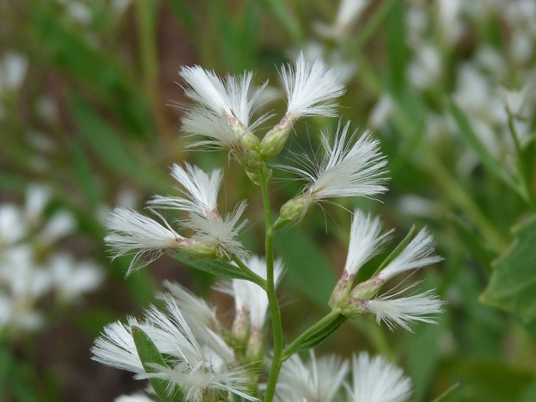 {Baccharis halimifolia}